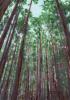 Forest 2