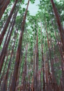 Forest 2